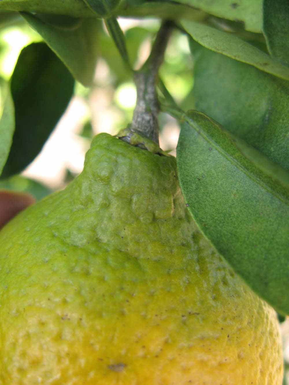            Fruit (Winter Haven, FL)   